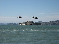 IMG 3670  Alcatraz Island seen from Pier 39 : flowers