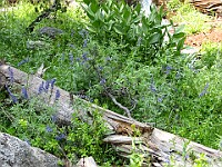 IMG 4731  Wildflowers on the John Muir Trail : flowers