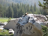 IMG 4799  Marmot on the rock : flowers