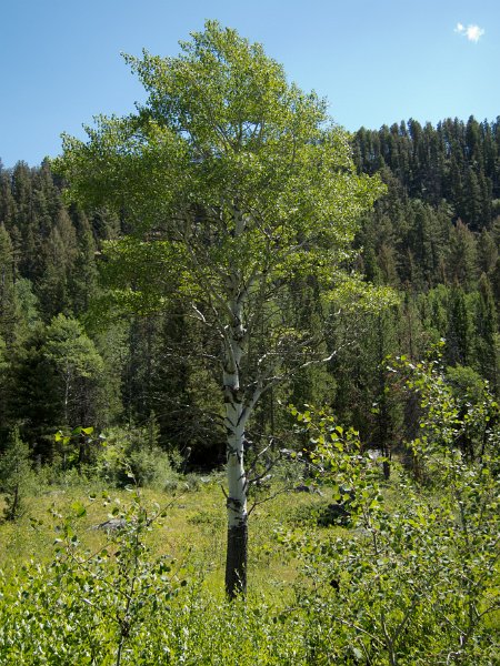 IMG_0161.jpg - An aspen with a browse line (scarred bark near the base from elk)
