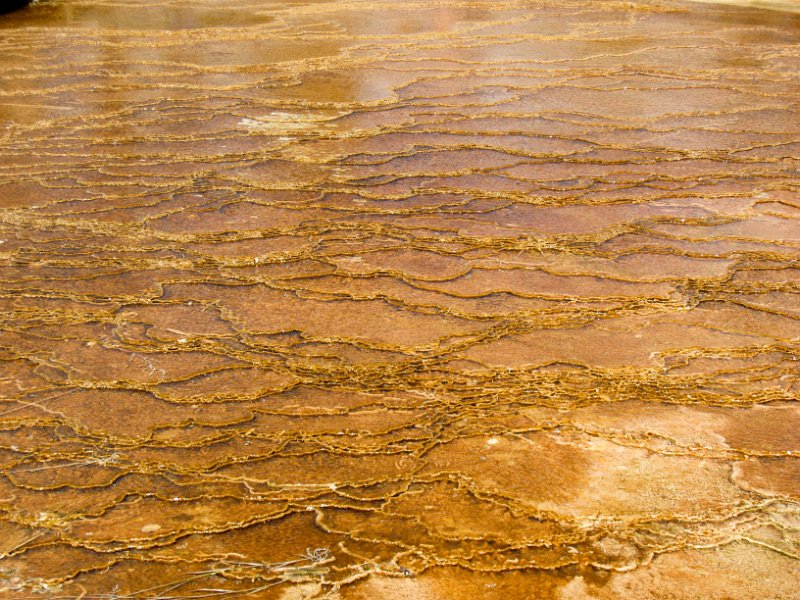 IMG_4957.jpg - Close-up at the Main Terrace of Mammoth Hot Springs