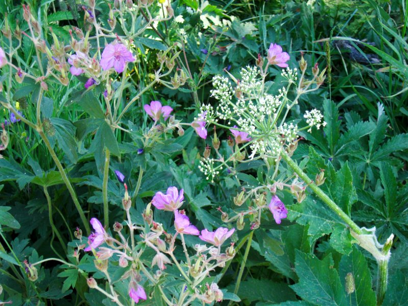 IMG_5108.jpg - Wildflowers on Mt Washburn