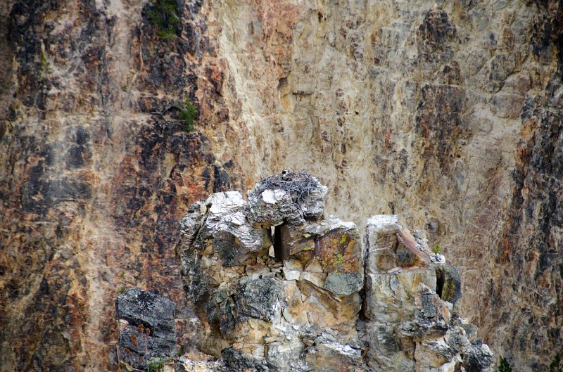 _DSC7445.jpg - An osprey nest in the canyon near Lookout Point