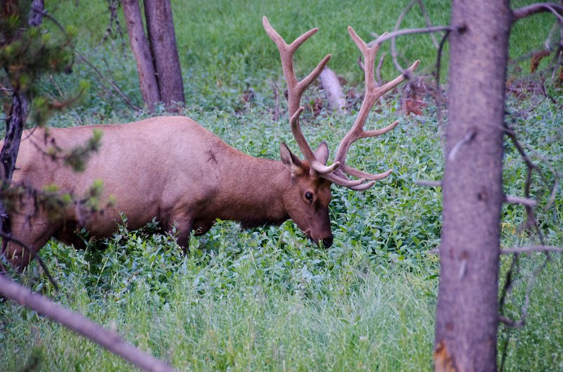 _DSC7592.jpg - Elk near Otter Creek