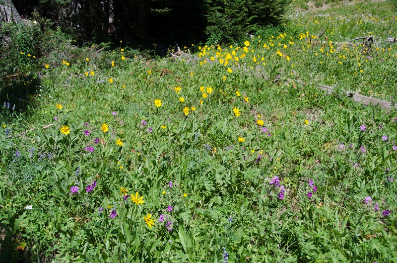 _DSC7624.jpg - Wildflowers at Cascade Lake Picnic area