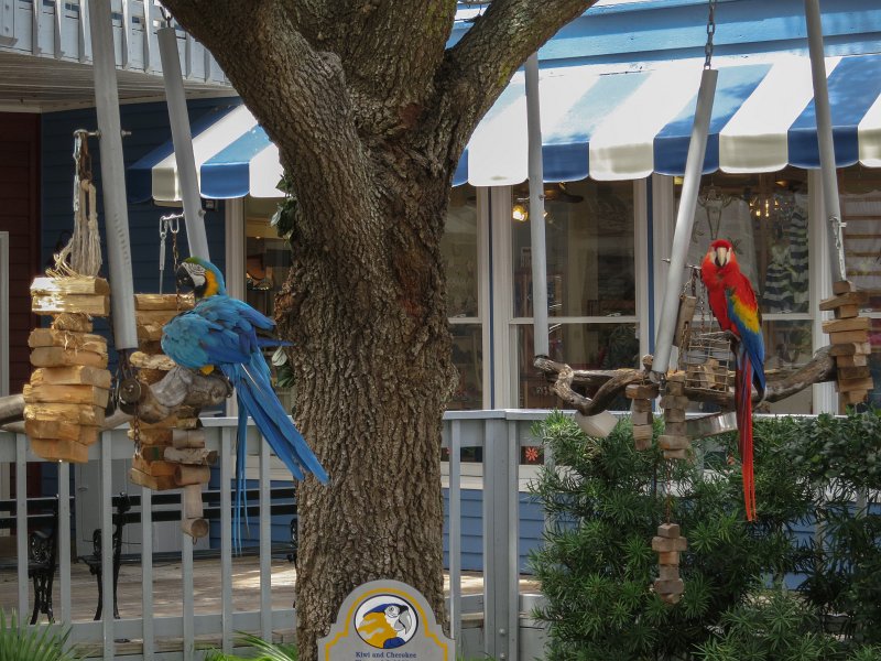 IMG_0063.jpg - Macaws at the South Beach Marina