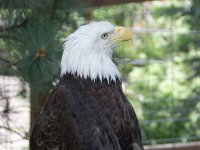 DSC 2183  Bald eagle : eagle
